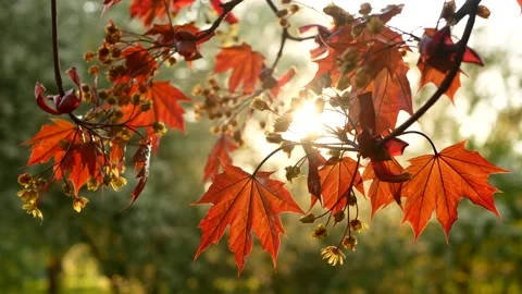 Blooming maple tree in the rays of the setting sun. Stock Footage 154297846