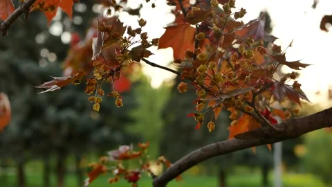 Blooming maple tree in the rays of the setting sun. Stock Footage 154298034