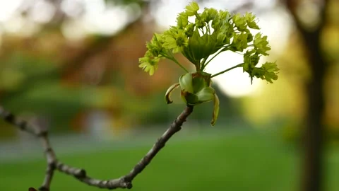 Blooming maple tree in the rays of the setting sun. Stock-Footage 156732236