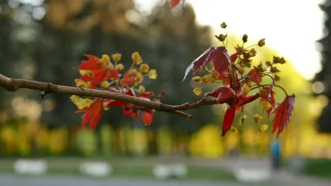 Blooming maple tree in the rays of the setting sun. Stock Footage 156732460