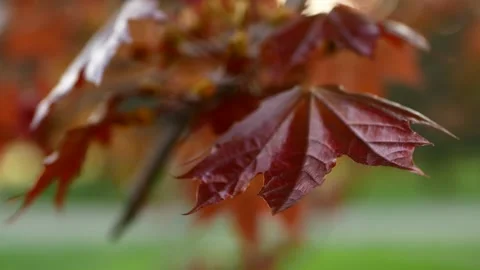 Blooming maple tree in the rays of the setting sun. Video stock 156732473