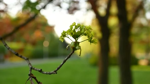 Blooming maple tree in the rays of the setting sun. Video stock 156732554