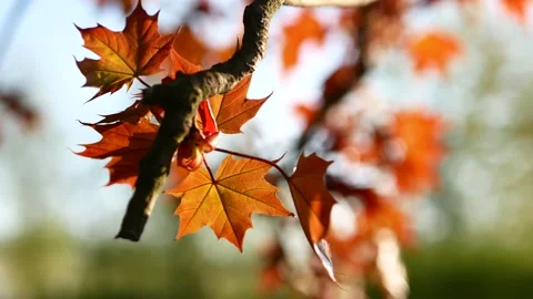 Blooming maple tree in the rays of the setting sun. Stock Footage 170820620