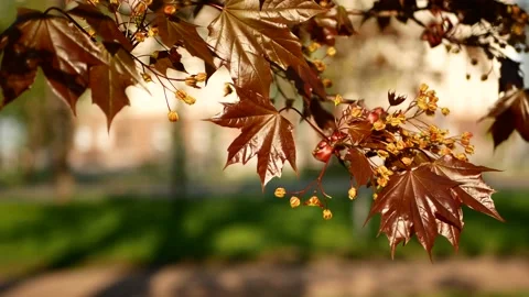 Blooming maple tree in the rays of the setting sun. Stock Footage 170820780
