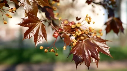 Blooming maple tree in the rays of the setting sun. Stockbeeldmateriaal 170820986