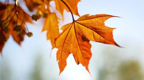 Blooming maple tree in the rays of the setting sun. Stock Photos