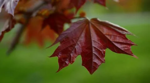 Blooming maple tree in the rays of the setting sun. Stock Photos
