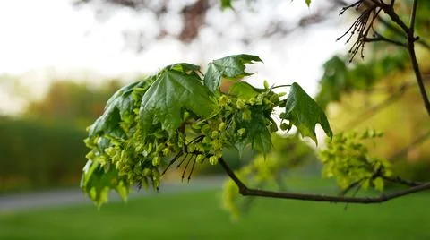 Blooming maple tree in the rays of the setting sun. Stock Photos