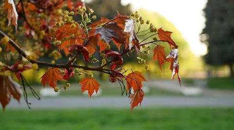 Blooming maple tree in the rays of the setting sun. Stock Photos