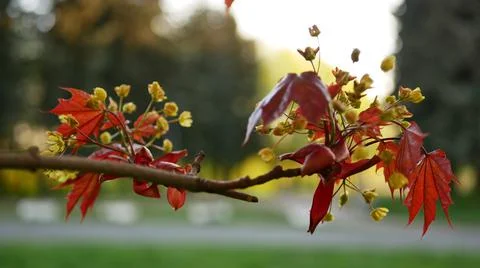 Blooming maple tree in the rays of the setting sun. Stock Photos