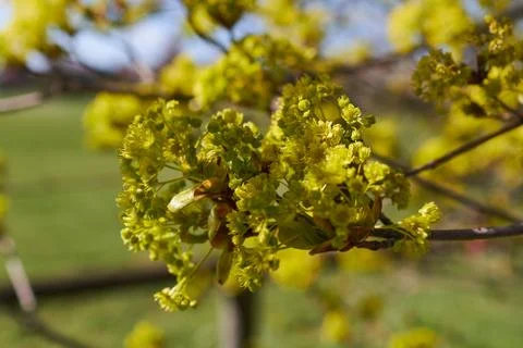 A blooming maple tree in spring Stock Photos