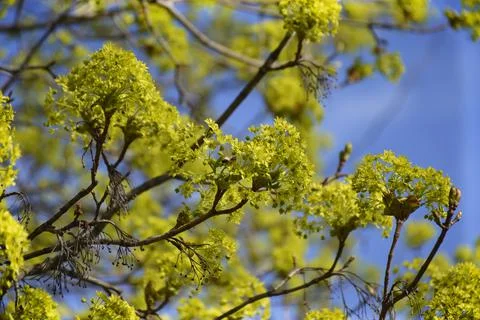 Blooming of maple tree at spring time, natural seasonal background Stock Photos