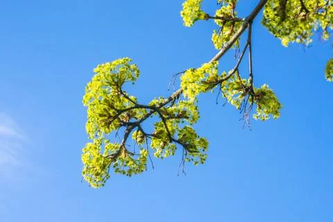 Blooming maple tree twig against blue sky Stock Photos