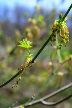 Blooming maple twig in early spring, male and female flowers, young growing.. Stock Photos