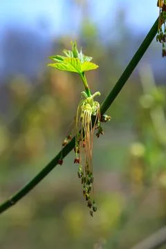 Blooming maple twig in early spring, male and female flowers, young growing.. Foto stock