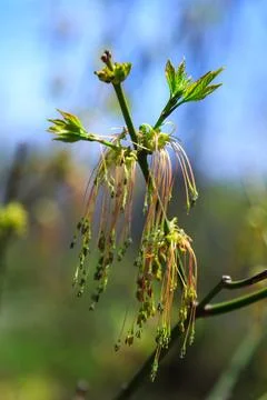 Blooming maple twig in early spring, male and female flowers, young growing.. Fotos Stock