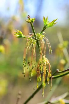 Blooming maple twig in early spring, male and female flowers, young growing.. Stock Photos