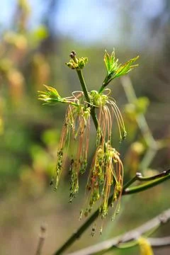 Blooming maple twig in early spring, male and female flowers, young growing.. Foto stock