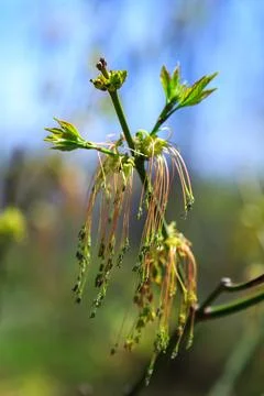 Blooming maple twig in early spring, male and female flowers, young growing.. 写真素材