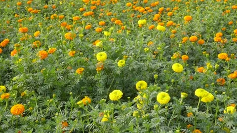 Blooming Marigold Field 스톡 동영상 333415667