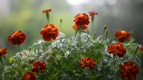 Blooming marigolds close-up in the rain. Stock Footage 134763157