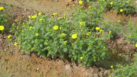 Blooming marigolds Stock Footage 332536923