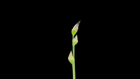 Blooming maroon Iris flower buds ALPHA matte, FULL HD. (Iris), timelapse Stock Footage 108056616