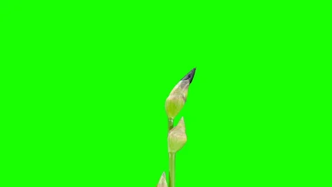 Blooming maroon Iris flower buds green screen, FULL HD. (Iris), timelapse Stock Footage 108056712