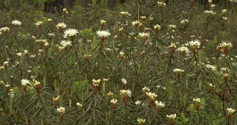 Blooming Marsh Labrador Tea. Stock Footage 309046106