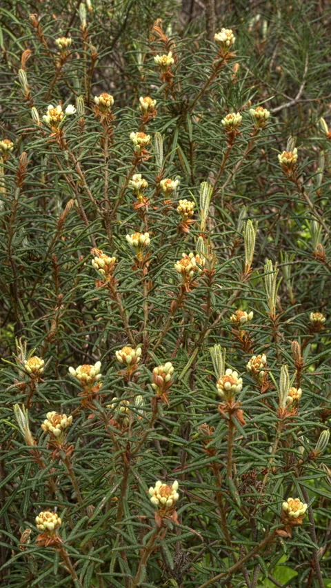Blooming Marsh Labrador Tea. Vertical video. Stock Footage 309046110