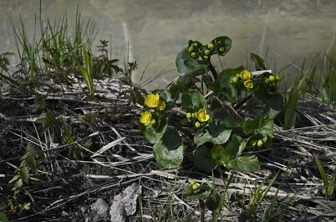 Blooming marsh marigold in spring Stock Photos