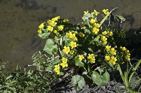 Blooming marsh marigold by the stream in spring Stock Photos