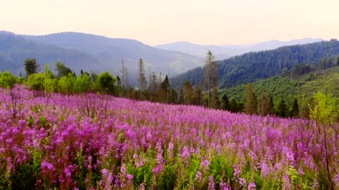 Blooming meadow on a background of blue mountains. Field with flowers and flower Stock Footage 136697461