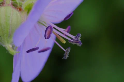 Blooming Meadow Cranesbill Geranium pratense L. Stock Footage 339211801