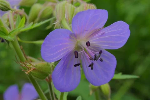 Blooming Meadow Cranesbill Geranium pratense L. Stock Footage 339212115