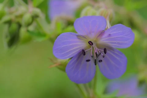 Blooming Meadow Cranesbill Geranium pratense L. Stock Footage 339212168