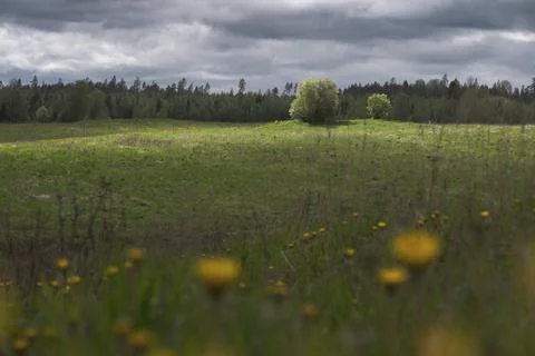 Blooming meadow. Dramatic lighting. Clearance in the clouds 写真素材