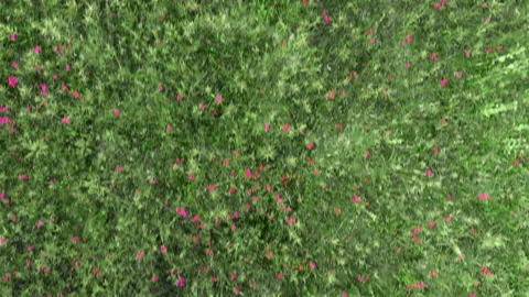 Blooming meadow of flowers Stock Footage 133496232