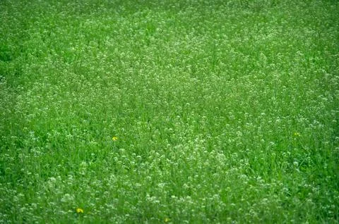 Blooming meadow Stock Photos
