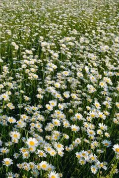 Blooming meadow. Stock Photos