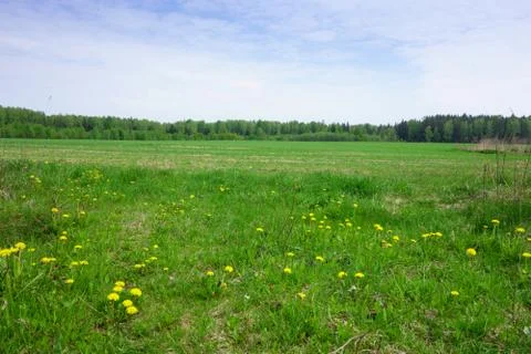 Blooming meadow Stock Photos