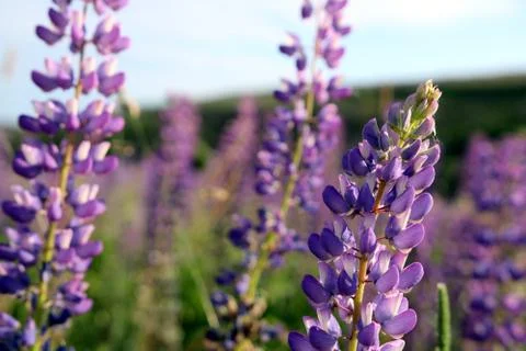 Blooming meadow Stock Photos