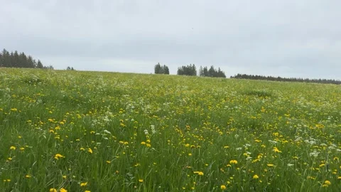 Blooming meadow with yellow wildflowers in rolling countryside landscape Stock Footage 337070898