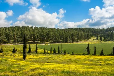 Blooming meadows in spring. Stock Photos