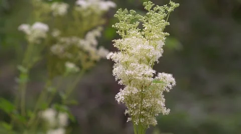 Blooming meadowsweet close 스톡 동영상 65988217
