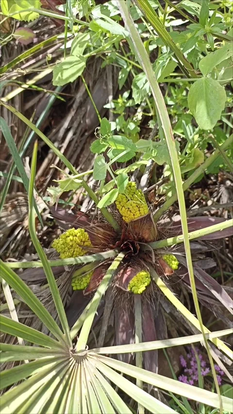 Blooming Mediterranean Dwarf Palm Stock-Footage 333473304