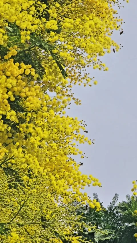 Blooming mimosa branches with bees in spring Video stock 328290526