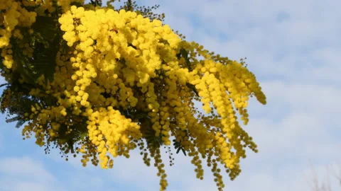 Blooming mimosa move in the wind on a sunny day with blue sky. Stockbeeldmateriaal 171531821