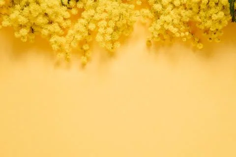 Blooming mimosa plant with yellow flowers on top of yellow paper background Stock Photos