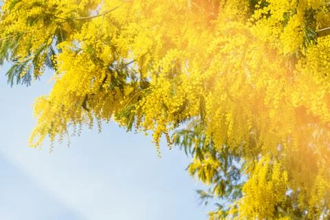 Blooming mimosa tree bring spring colors Stock Photos